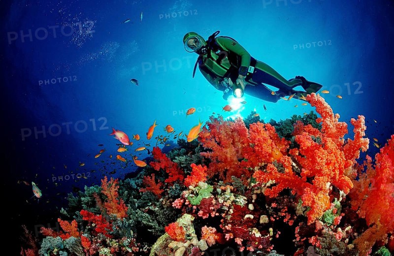 Diver and red soft corals, Acropora divaricata, Sudan, Africa, Red Sea, Africa