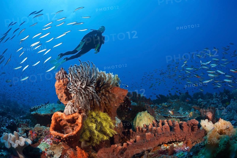 Various sponges on the reef, Kai Islands, Moluccas, Indonesia, Asia
