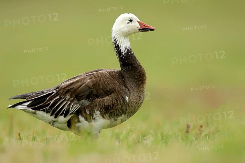 Blue morph, dark morph of the Snow Goose. Snow Goose, blue morph