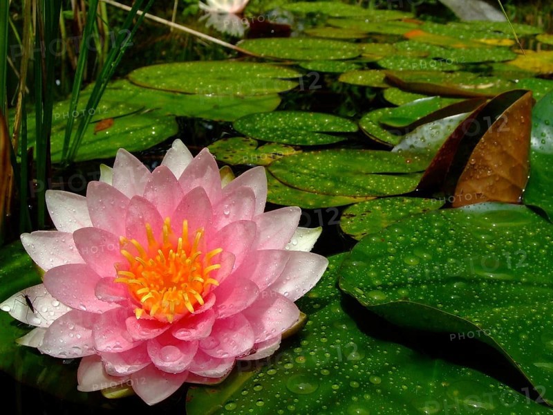 Water lily