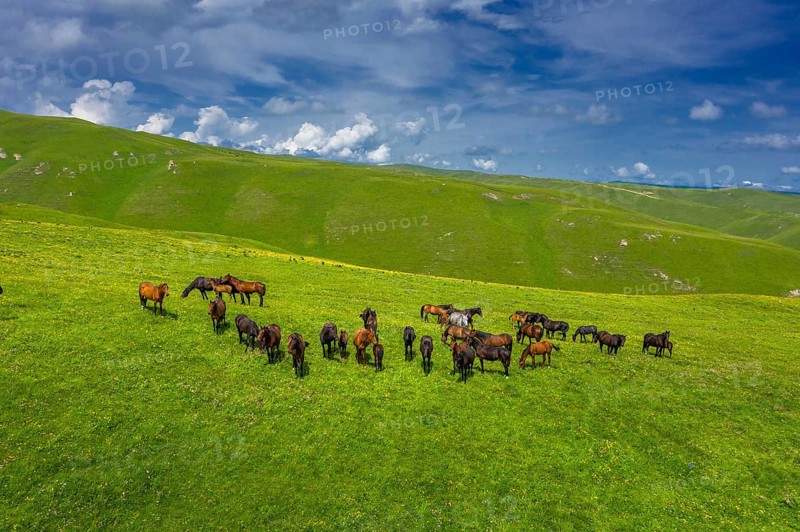 Aerial view of herd of horses grazing on slope meadow in summer. Caucasus montains