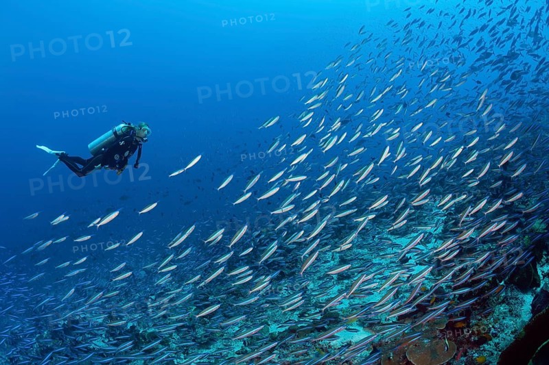 Swarm of neon fusiliers, Pterocaesio tile, Kai Islands, Moluccas, Indonesia, Asia
