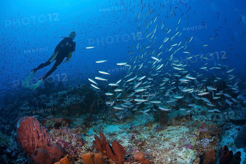 Swarm of neon fusiliers, Pterocaesio tile, Kai Islands, Moluccas, Indonesia, Asia