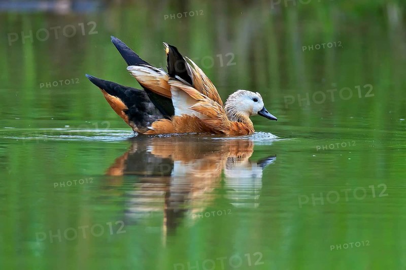 Ruddy Shelduck in nature reserve Kocks Loch, Mülheim an der Ruhr