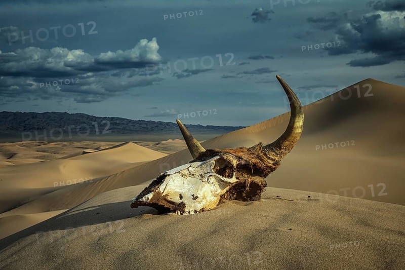 Bull skull in the sand desert at sunset. Death concept