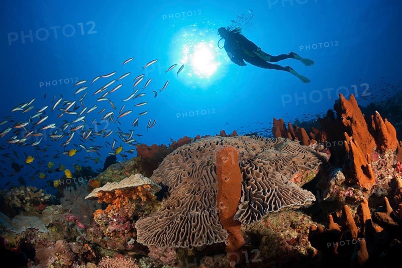 Coral reef with lettuce coral, Pectinia lactuca, Kai Islands, Moluccas, Indonesia, Asia