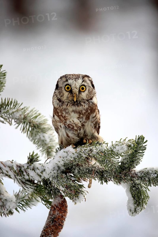 Great Horned Owl (Aegolius funereus), adult on tree in the snow, in winter, alert, Zdarske Vrchy, Bohemian-Moravian Highlands, Czech Republic, Europe