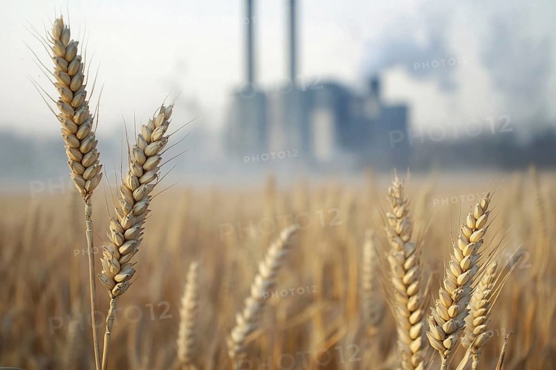 Gricultural grain field with factory with grey fumes in blurry background. Generative Ai, AI generated
