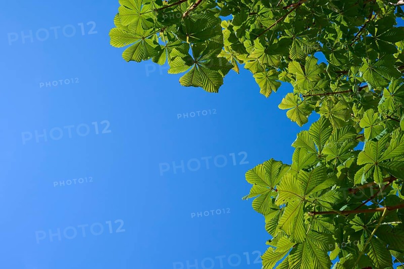 Horse chestnut leaves (Aesculus), in front of blue sky in summer with sunny weather, nature scenery, Bergen, Vestland, Norway, Europe