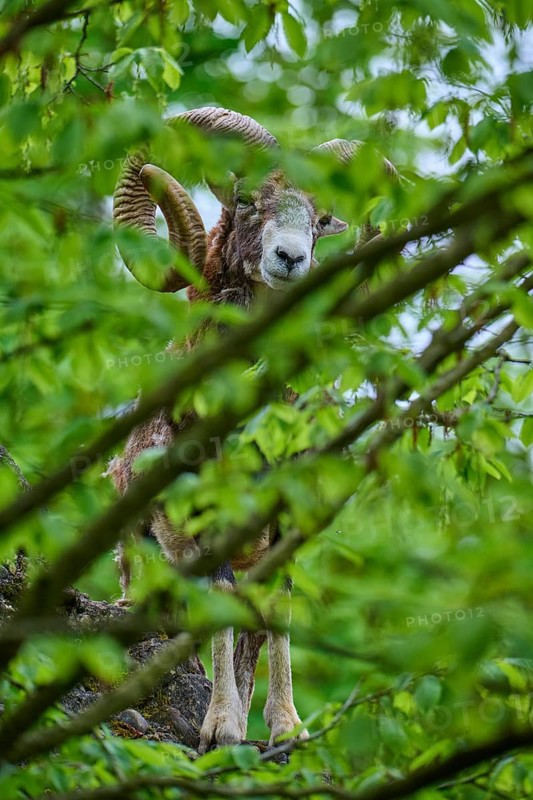 European mouflon (Ovis ammon musimon), partially covered by green leaves, on rocky ground, spring