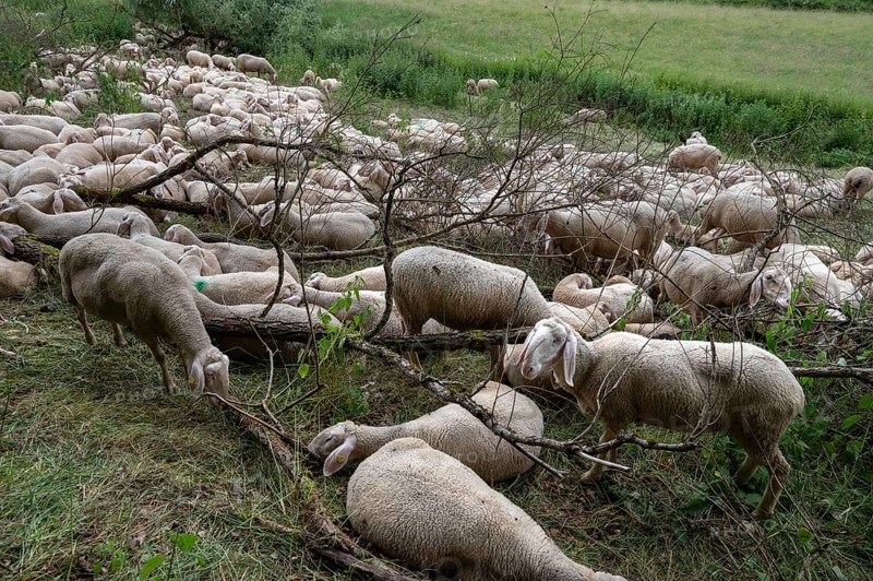 Resting, freshly shorn sheep in a nature reserve in Franconian Switzerland, Bavaria, Germany, Europe