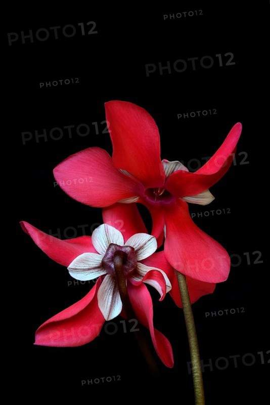 Cyclamen 'Exclusive Petticoat', Cyclamen spec, studio shot