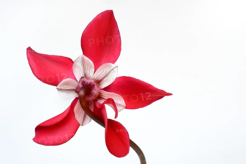 Cyclamen 'Exclusive Petticoat', Cyclamen spec, studio shot
