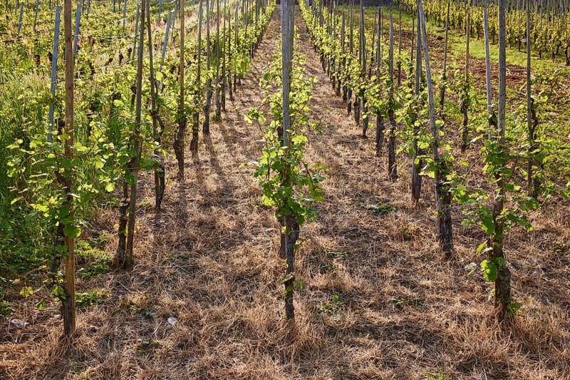 Vines (Vitis vinifera) on a vineyard with backlight in Bremm, district of Cochem-Zell, Rhineland-Palatinate, Germany, Europe