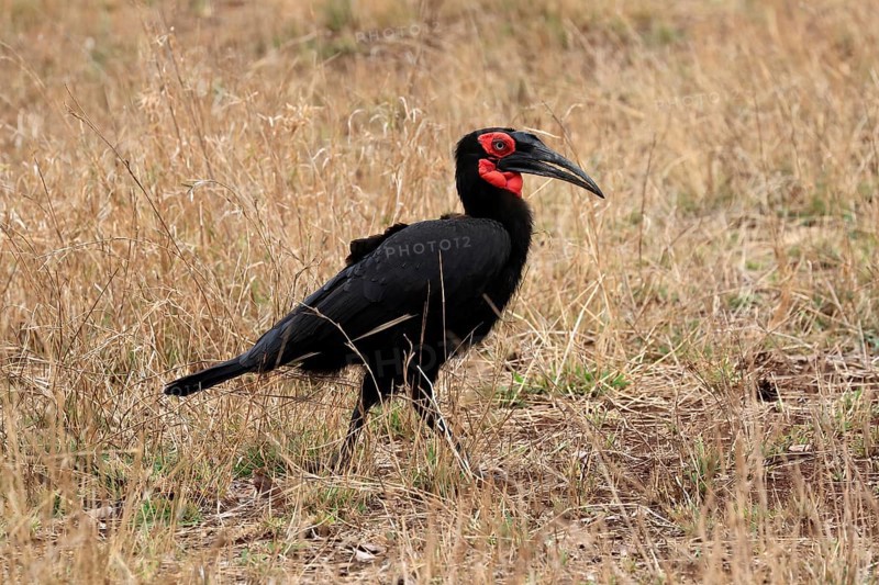 Red-faced hornbill, Southern ground hornbill, Red-cheeked hornbill, Southern hornbill, Kaffir hornbill (Bucorvus leadbeateri), adult, foraging, alert, Kruger National Park, Kruger National Park, Kruger National Park South Africa