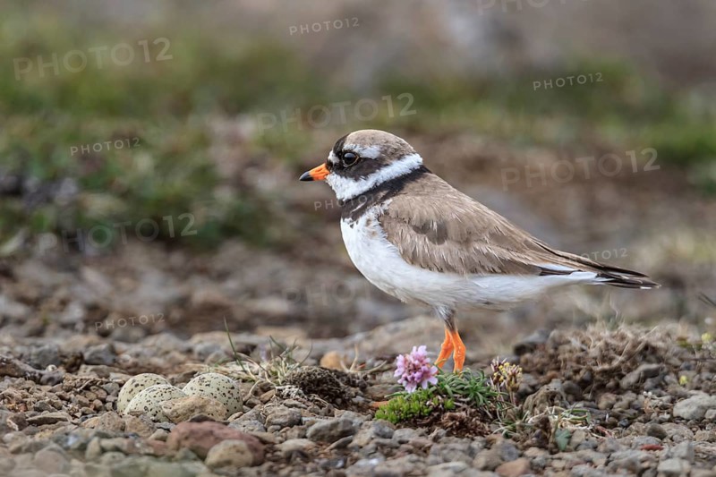 Ringed Plover (Charadrius hiaticula), standing in tundra, eggs, breeding, Westfjords, Iceland, Europe