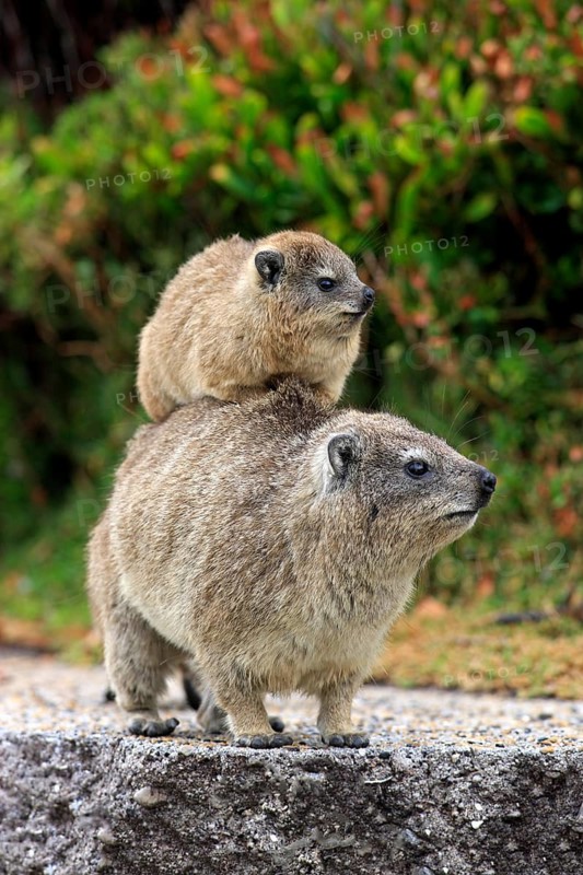 Rock Hyrax (Procavia capensis), mother with young on her back, social behaviour, Betty's Bay, Western Cape, South Africa, Africa