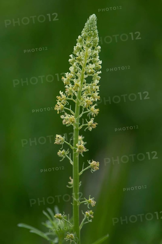 Flowers of the Yellow Reseda (Reseda lutea), Bavaria, Germany, Europe