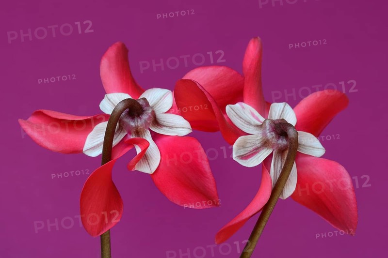 Cyclamen 'Exclusive Petticoat', Cyclamen spec, studio shot