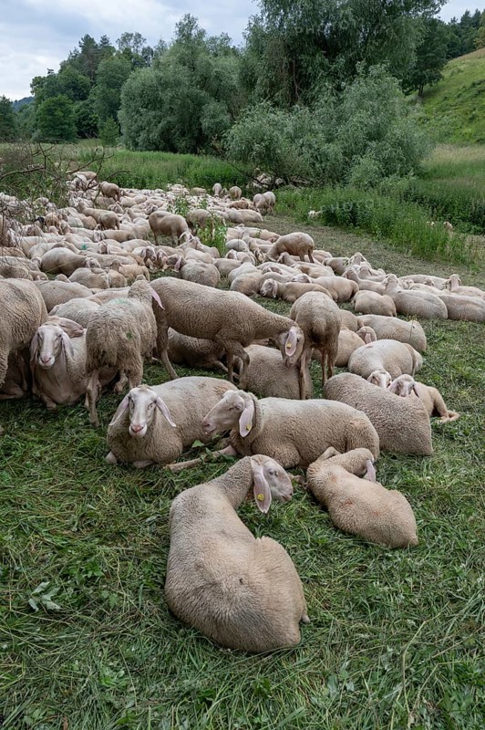 Resting, freshly shorn sheep in a nature reserve in Franconian Switzerland, Bavaria, Germany, Europe
