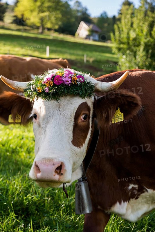 Cow decorated with flowers, cattle drive, Münstertal, Southern Black Forest, Black Forest, Baden-Württemberg, Germany, Europe