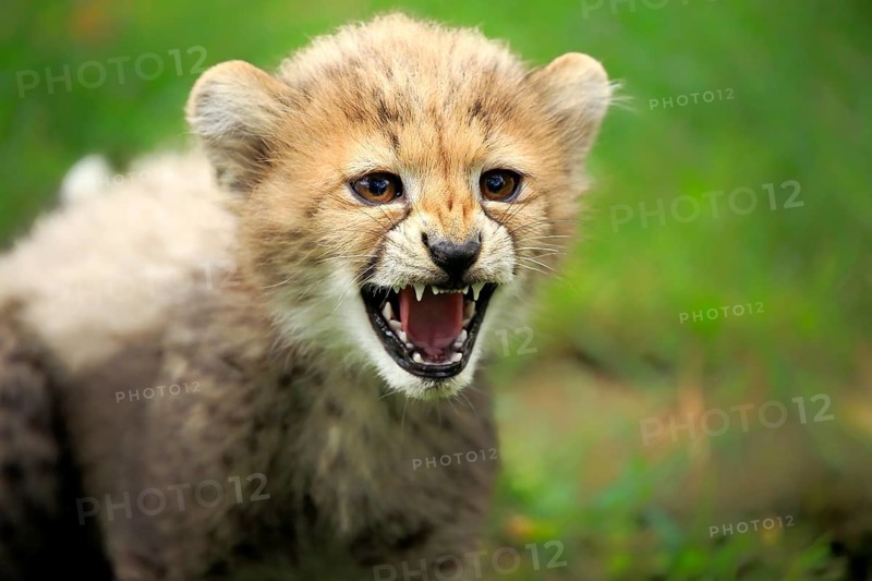 Cheetah, Northeast African cheetah (Acinonyx jubatus soemmeringii), young, snarling, threatening, ten weeks old, Africa, Northeast Africa