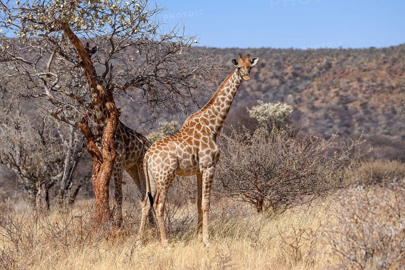 Angola giraffes (Giraffa camelopardalis angolensis), near Palmwag, Damaraland, Kunene Region, Namibia, Africa