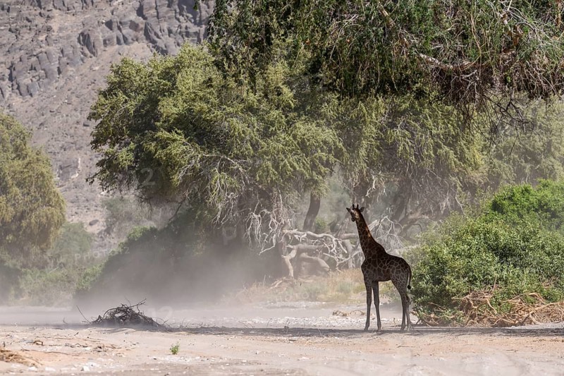 Angola giraffe (Giraffa camelopardalis angolensis) in the Hoanib dry river in a sandstorm, Kaokoveld, Kunene region, Namibia, Africa