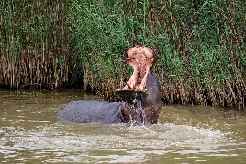 Hippopotamus (Hippopatamus amphibius), adult, in water, threatening, yawning, Saint Lucia Estuary, Isimangaliso Wetland Park, Kwazulu Natal, South Africa, Africa