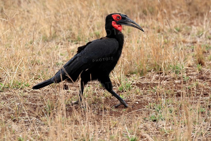 Red-faced hornbill, Southern ground hornbill, Red-cheeked hornbill, Southern hornbill, Kaffir hornbill (Bucorvus leadbeateri), adult, foraging, alert, Kruger National Park, Kruger National Park, Kruger National Park South Africa