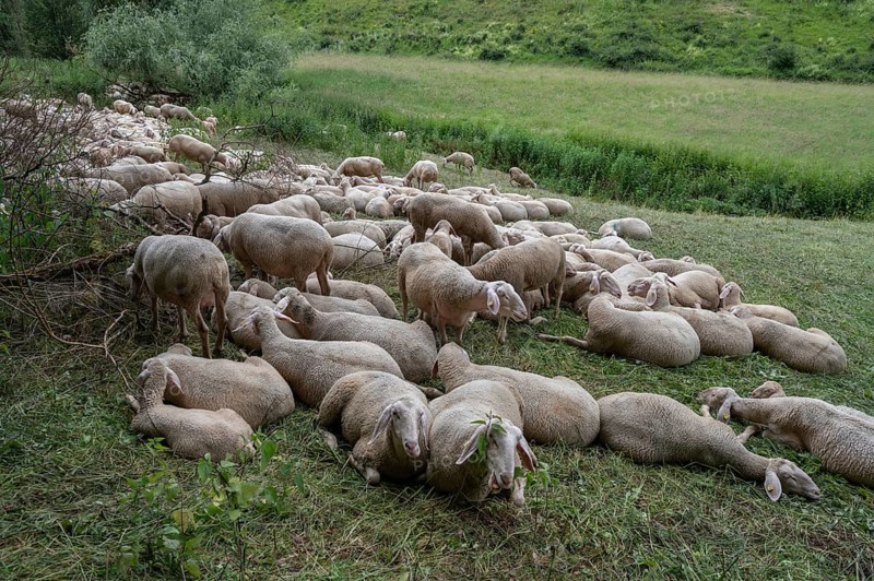Resting, freshly shorn sheep in a nature reserve in Franconian Switzerland, Bavaria, Germany, Europe