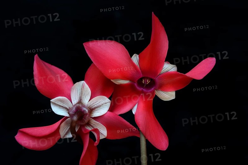 Cyclamen 'Exclusive Petticoat', Cyclamen spec, studio shot