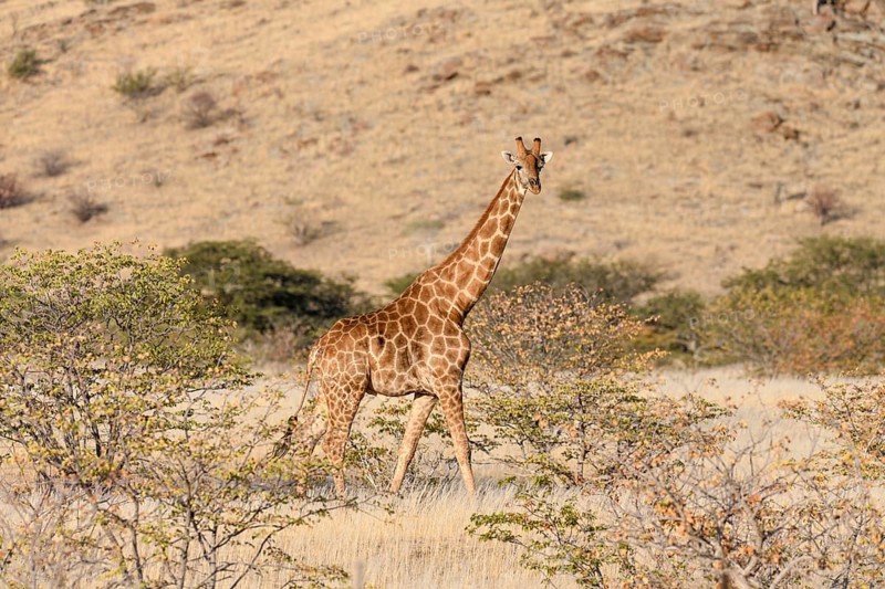 Angola giraffe (Giraffa camelopardalis angolensis), near Khowarib, Damaraland, Kunene Region, Namibia, Africa