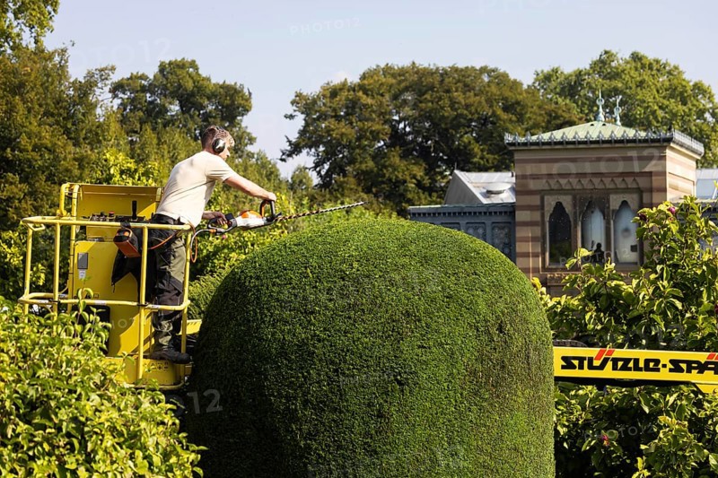 Tree care in autumn. Trees, ornamental shrubs and hedges are pruned at the Wilhelma Zoological and Botanical Gardens in Bad Cannstatt. Stuttgart, Baden-Württemberg, Germany, Europe