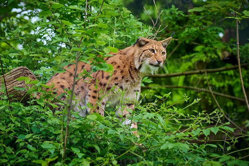 Eurasian lynx (Lynx lynx), sitting in the forest and observing attentively, its brown fur and characteristic ear tufts are clearly visible, spring, Switzerland, Europe
