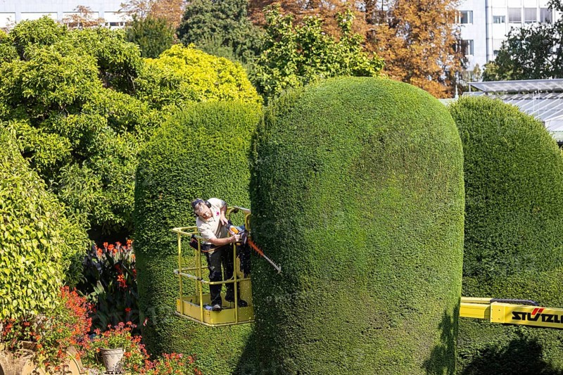 Tree care in autumn. Trees, ornamental shrubs and hedges are pruned at the Wilhelma Zoological and Botanical Gardens in Bad Cannstatt. Stuttgart, Baden-Württemberg, Germany, Europe