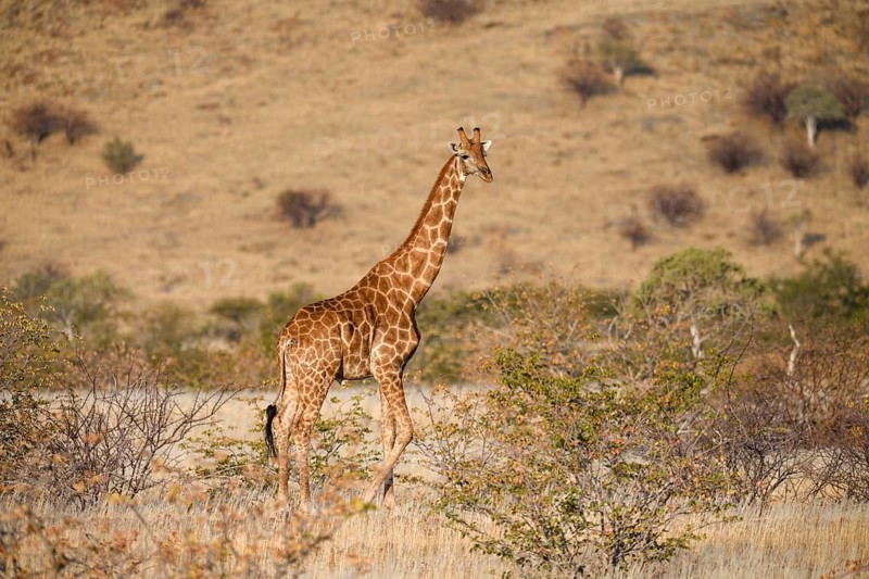 Angola giraffe (Giraffa camelopardalis angolensis), near Khowarib, Damaraland, Kunene Region, Namibia, Africa