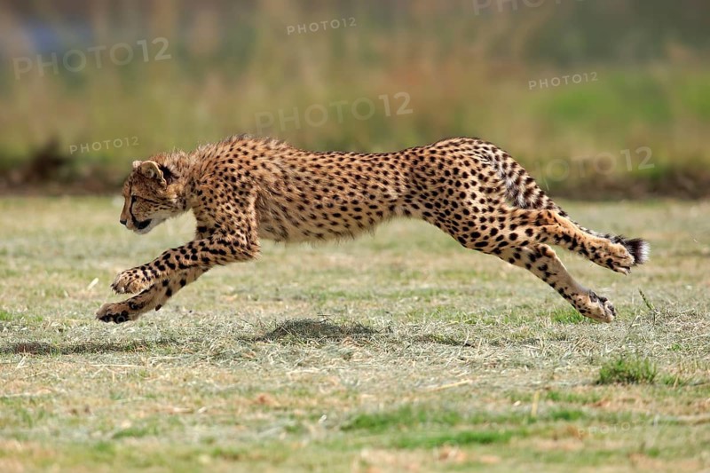 Cheetah (Acinonyx jubatus), subadult, half-grown young, hunting, running, running, Western Cape, South Africa, Africa