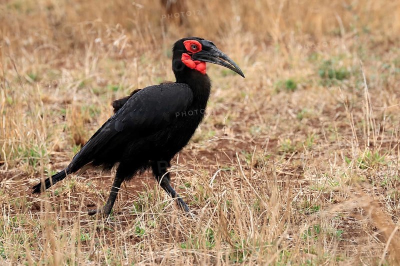 Red-faced hornbill, Southern ground hornbill, Red-cheeked hornbill, Southern hornbill, Kaffir hornbill (Bucorvus leadbeateri), adult, foraging, alert, Kruger National Park, Kruger National Park, Kruger National Park South Africa