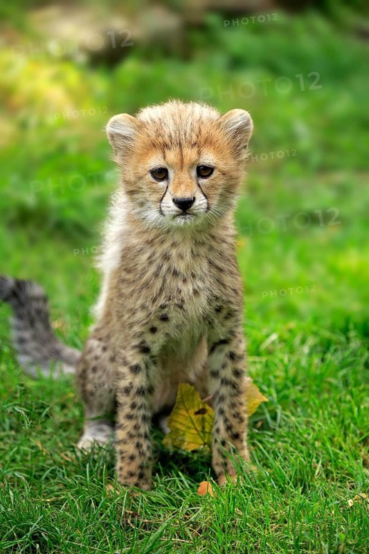 Cheetah, Northeast African cheetah (Acinonyx jubatus soemmeringii), young, ten weeks old, Africa, Northeast Africa