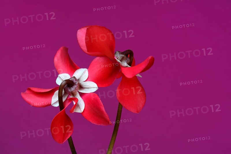 Cyclamen 'Exclusive Petticoat', Cyclamen spec, studio shot
