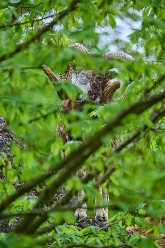 European mouflon (Ovis ammon musimon), partially covered by green leaves, on rocky ground, spring