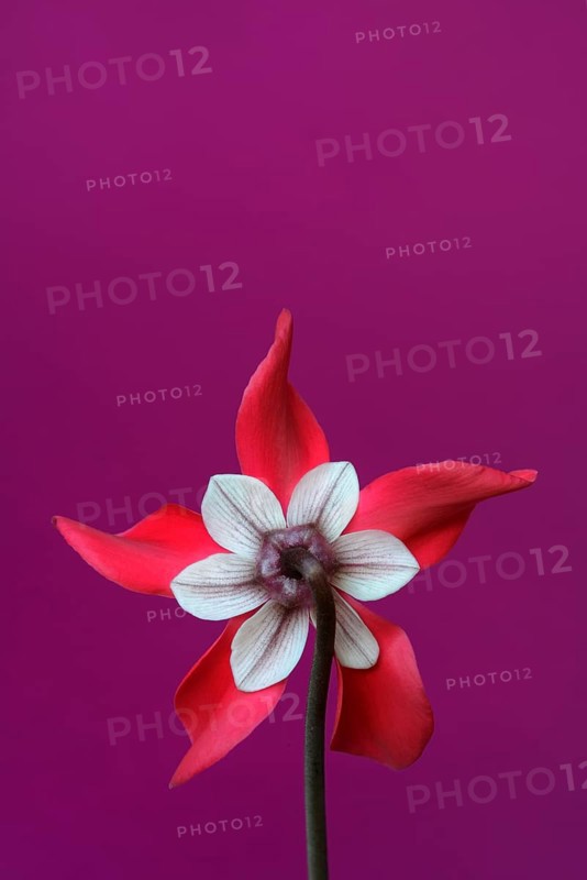 Cyclamen 'Exclusive Petticoat', Cyclamen spec, studio shot