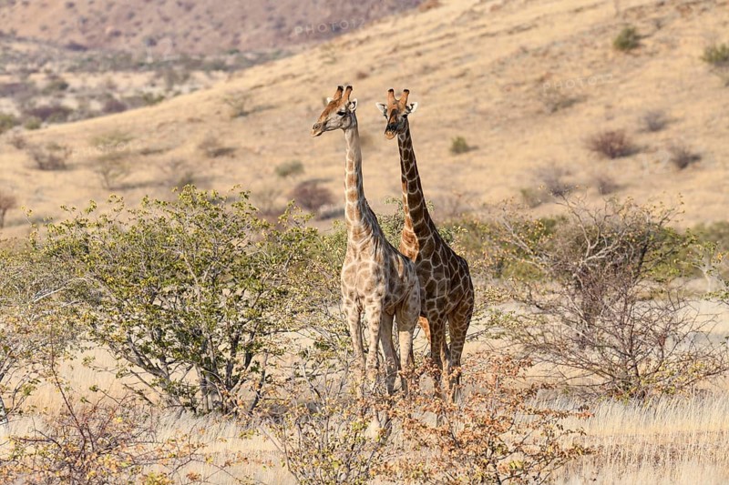 Angola giraffes (Giraffa camelopardalis angolensis), near Khowarib, Damaraland, Kunene Region, Namibia, Africa
