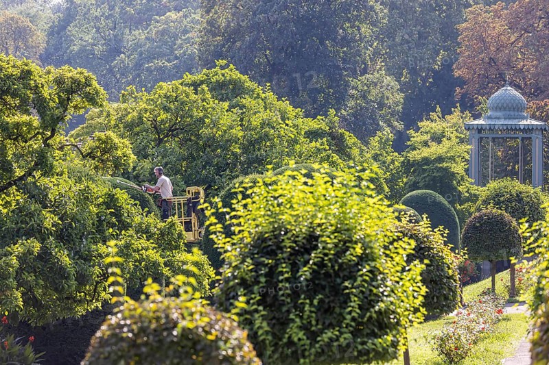 Tree care in autumn. Trees, ornamental shrubs and hedges are pruned at the Wilhelma Zoological and Botanical Gardens in Bad Cannstatt. Stuttgart, Baden-Württemberg, Germany, Europe