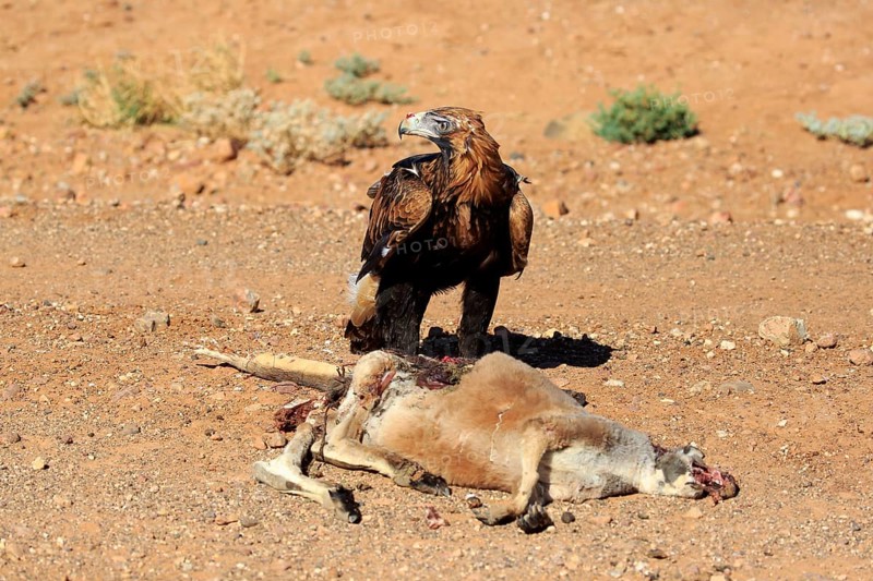 Wedge-tailed eagle (Aquila audax), adult on prey, red giant kangaroo (Macropus rufus), National Park, New South Wales, Australia, Oceania