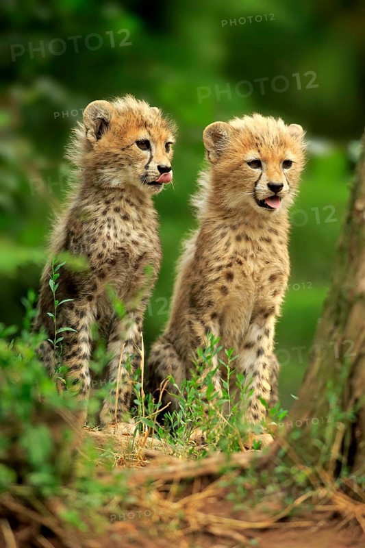 Cheetah, Northeast African cheetah (Acinonyx jubatus soemmeringii), two cubs, siblings, ten weeks old, Africa, Northeast Africa