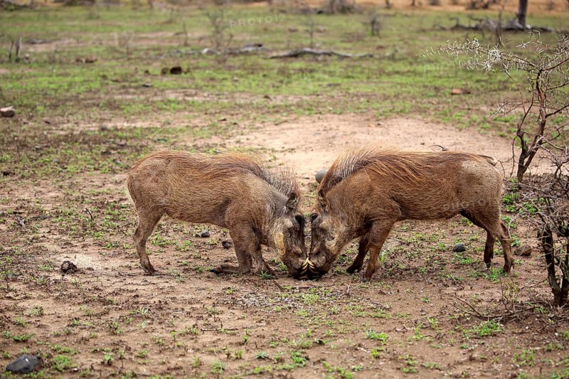 Warthog (Phacochoerus ethiopicus), adult male fighting, Hluhluwe Umfolozi National Park, Hluhluwe iMfolozi National Park, KwaZulu Natal, South Africa, Africa
