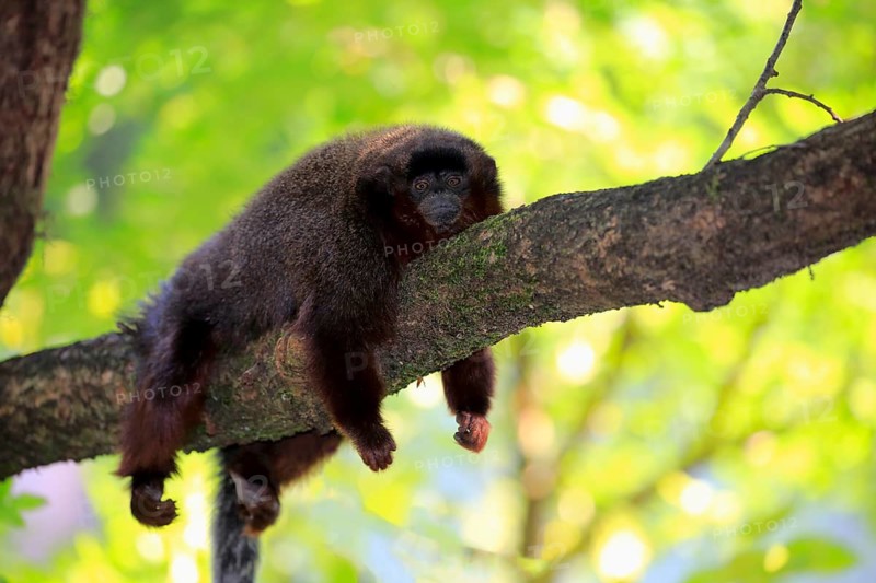 Coppery titi (Callicebus moloch), adult on tree, resting, South America