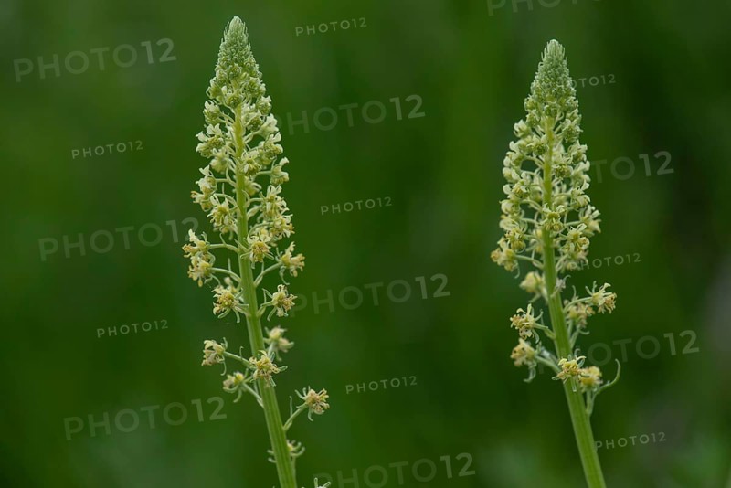 Flowers of the Yellow Reseda (Reseda lutea), Bavaria, Germany, Europe